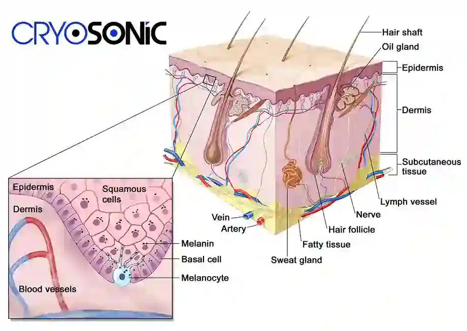 How Cryotherapy Stimulates Melanocyte Activity Tamworth